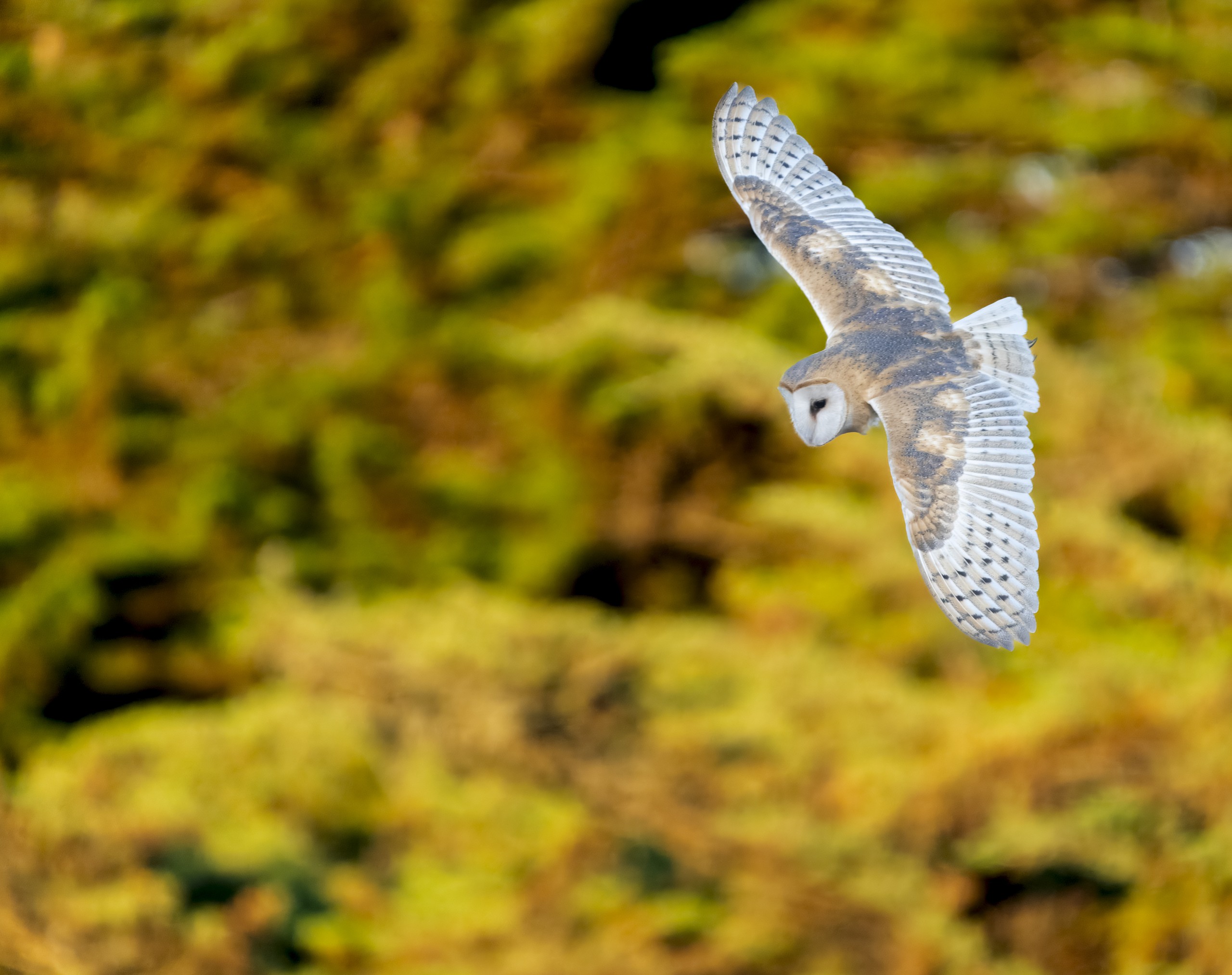 Barn Owl banking in flight, wings spread, Santa Cruz